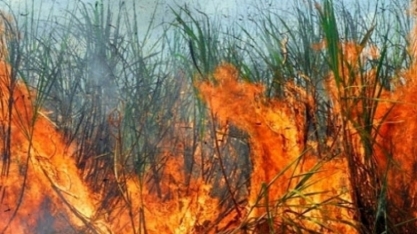 NOTA ORPLANA – Atualização dos impactos dos incêndios para os produtores de cana-de-açúcar