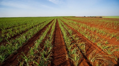 Lottus Biossoluções leva ao 1º CanaShow Alagoas a proposta de recuperação de solos degradados sem revolvimento em cana-planta