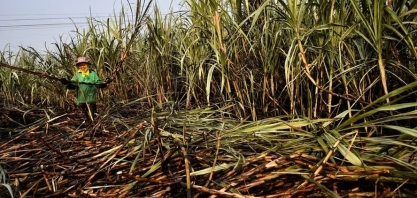 Açúcar sobe em Nova York, com decisões políticas na Índia e incêndios no Brasil