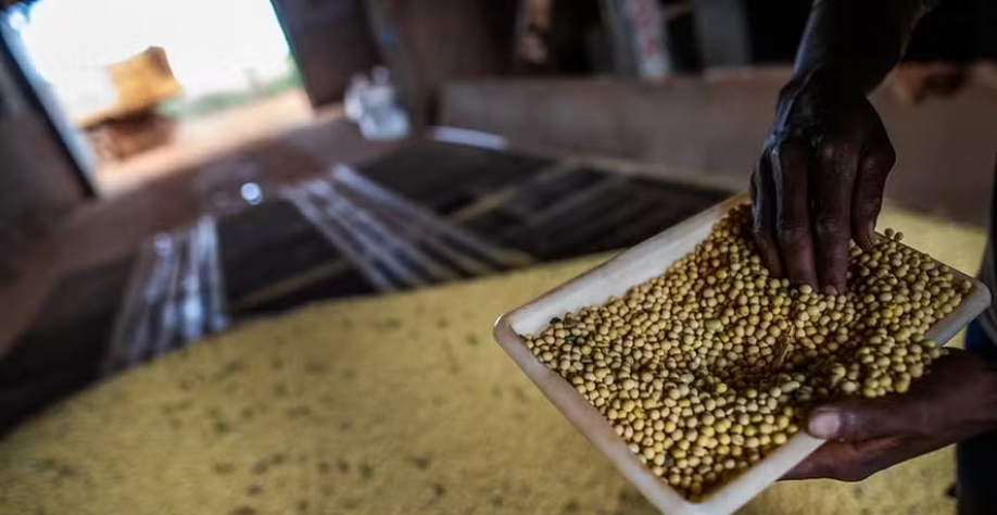Beneficiamento de soja está abaixo do esperado pela capacidade ociosa da indústria, mas números ainda são animadores, segundo Abiove — Foto: Wenderson Araujo/CNA