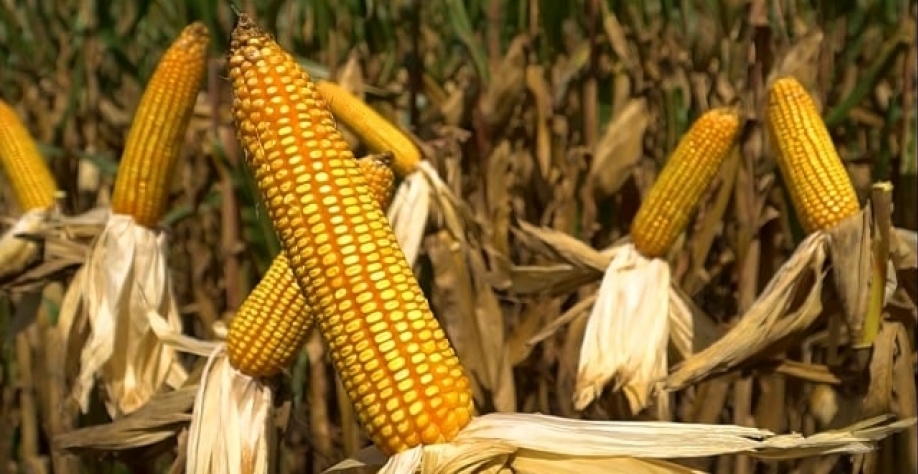 Foto: Leandro Balbino/Canal Rural Mato Grosso