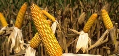 Etanol e boi devem impactar os preços do milho nesta semana; entenda