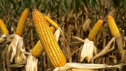 Etanol e boi devem impactar os preços do milho nesta semana; entenda