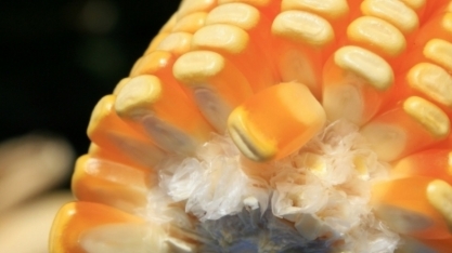 Estudo publicado na Revista Nature destaca benefícios do sistema produtivo do etanol de milho de segunda safra no Brasil
