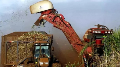Produção de cana em MS pode cair 20% com mudanças climáticas