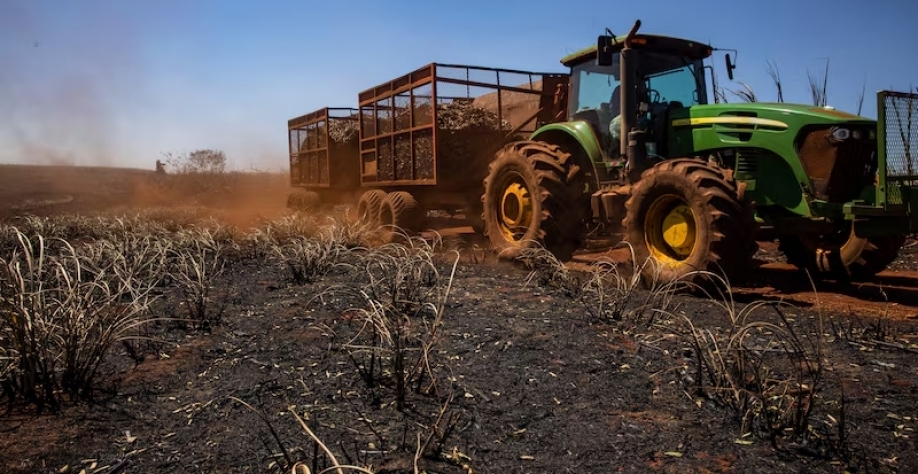 Mercado busca alternativas ao açúcar do Brasil, afetado por seca e queimadas |Plantação de cana de açúcar atingida pelo fogo em agosto de 2024, na região de Ribeirão Preto (SP)(Bloomberg/Victor Moriyama) 
