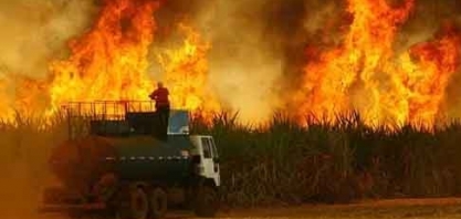 Inteligência artificial ‘treina’ para detectar incêndios no campo