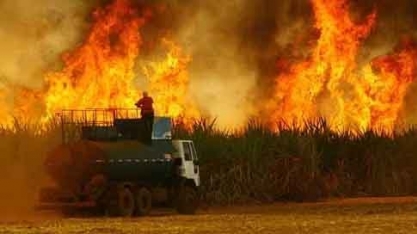 Inteligência artificial ‘treina’ para detectar incêndios no campo