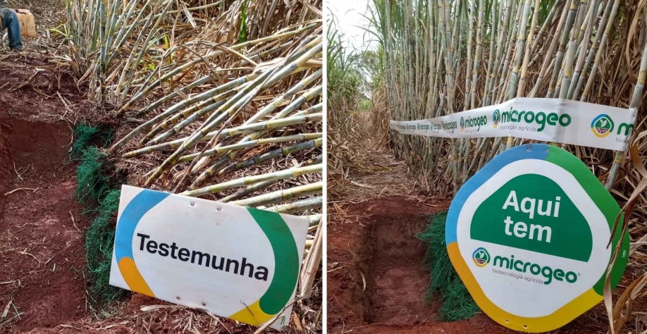 Microgeo® descompacta solo e aprofunda sistema radicular, gerando uma cana mais produtiva e longeva. Foto: Divulgação Microgeo