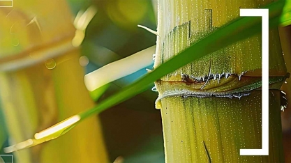 Pesquisa de campo sobre cana-de-açúcar começa nesta terça (29)