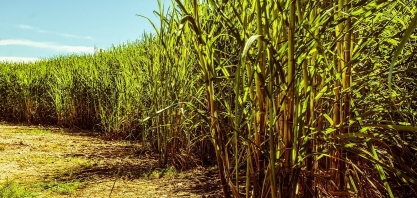 Moagem de cana em Minas Gerais cresce 6,6% e atinge 66,3 milhões de toneladas