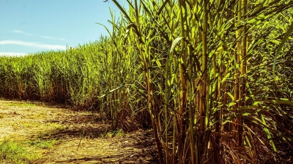 Moagem de cana em Minas Gerais cresce 6,6% e atinge 66,3 milhões de toneladas
