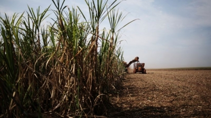 Sindaçúcar-AL: safra 24/25 ultrapassa dois milhões de cana já processadas até setembro
