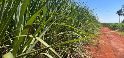 Pesquisa de campo sobre cana-de-açúcar começa nesta terça (29)