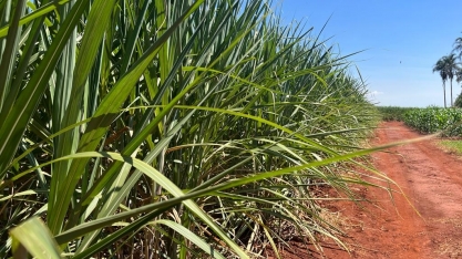 Pesquisa de campo sobre cana-de-açúcar começa nesta terça (29)