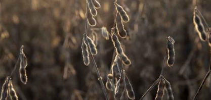 Cargill e Bunge reduzem compra de soja com incerteza de biocombustíveis nos EUA