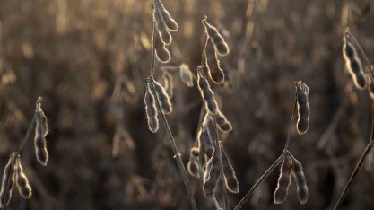 Cargill e Bunge reduzem compra de soja com incerteza de biocombustíveis nos EUA