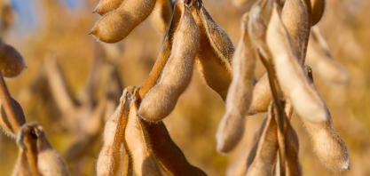 Abiove/Nassar: esmagamento de oleaginosas pode dobrar com 25% de biodiesel no diesel