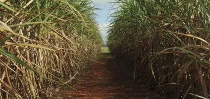 Seca extrema derruba produtividade de cana e usinas antecipam colheita