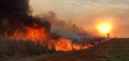 Cana: Orplana estima prejuízos acima de R$ 2,5 bi com incêndios