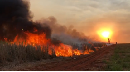 Cana: Orplana estima prejuízos acima de R$ 2,5 bi com incêndios