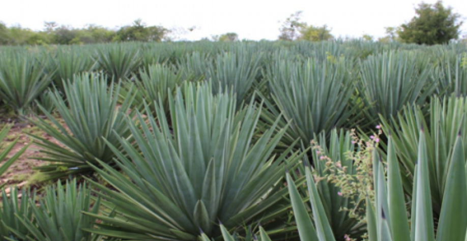 No Brasil a principal espécie cultivada é a Agave sisalana, cujas folhas são usadas na fabricação da fibra do sisal (Foto: Nicholas Vinícius Silva)