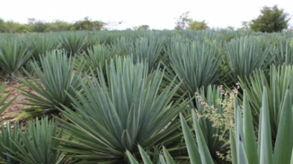 Pesquisadores brasileiros trabalham para transformar o agave na ‘cana do sertão’
