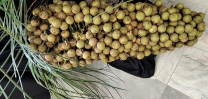 IAC sedia I Congresso Internacional de Macaúba e II Congresso Brasileiro de Macaúba de 23 a 25 de outubro
