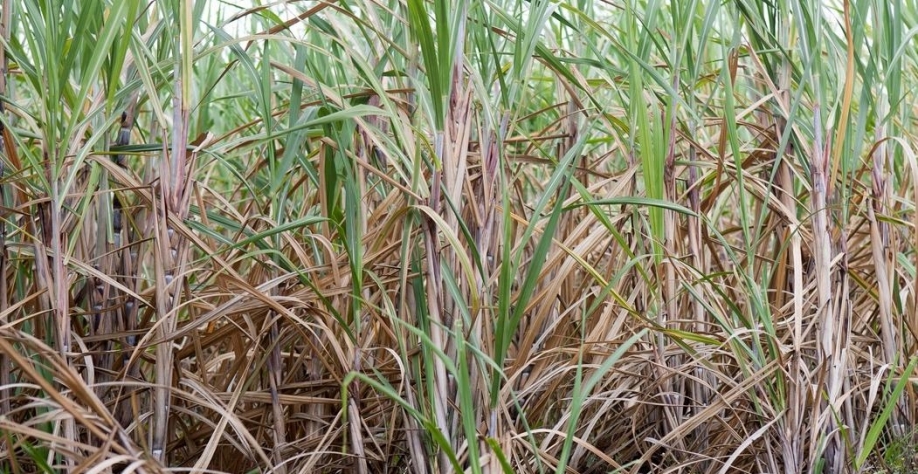 Legenda: Ceará já foi o 7º maior produtor de cana-de-açúcar do Brasil, mas hoje em dia fica mais perto das últimas posições. Foto: Cid Barbosa/Agência Diário