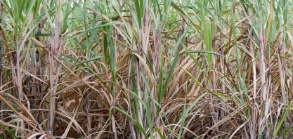 Declínio da cana: por que o Ceará perdeu 80% da produção em 50 anos? 