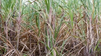 Declínio da cana: por que o Ceará perdeu 80% da produção em 50 anos? 