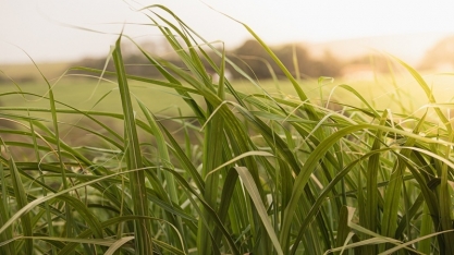 Alerta no canavial: Cigarrinha das raízes pode reduzir produtividade da cana em até 80%