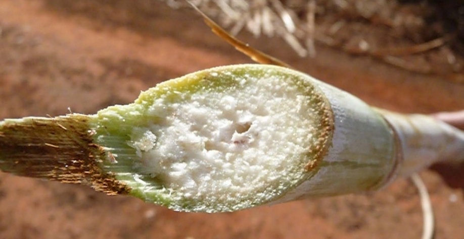  A cana pode isoporizar sem florescer