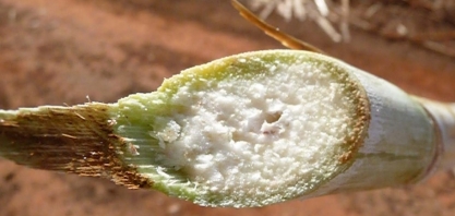 As condições climáticas estão favorecendo a Izoporização da cana independente do florescimento