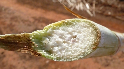 As condições climáticas estão favorecendo a Izoporização da cana independente do florescimento