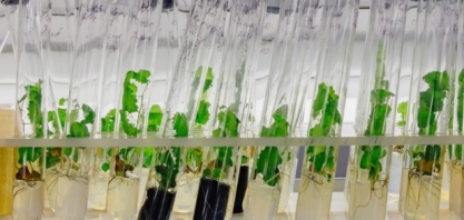 CETENE e Embrapii se unem para otimizar produção de biocombustíveis
