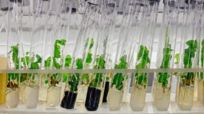 CETENE e Embrapii se unem para otimizar produção de biocombustíveis