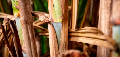 De cana a óleo vegetal, não faltam insumos para o SAF