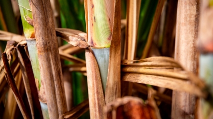 De cana a óleo vegetal, não faltam insumos para o SAF