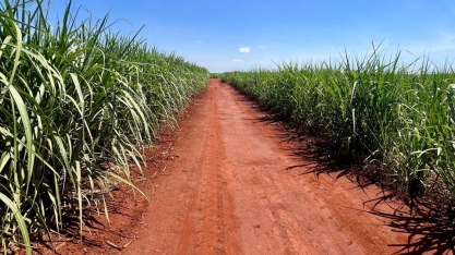 Açúcar e etanol hidratado mantêm crescimento nas Regiões Norte e Nordeste