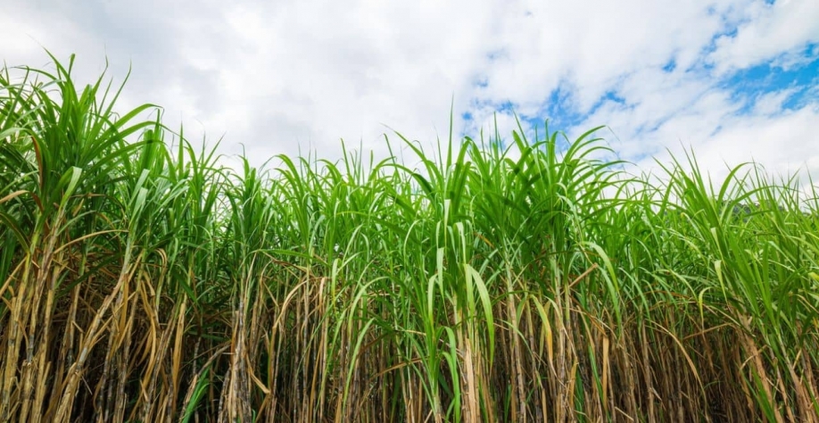 Enquanto o mercado do açúcar convive com um movimento de alta especulativa gradual, etanol segue com a demanda elevada (iStock.com/banjongseal324)