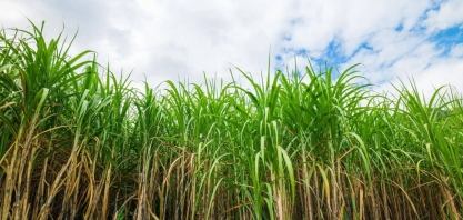 O momento nebuloso do açúcar e a retomada do etanol: A primeira metade da safra 2024/2025 e o que vem depois