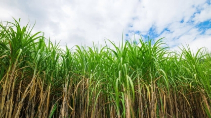 O momento nebuloso do açúcar e a retomada do etanol: A primeira metade da safra 2024/2025 e o que vem depois