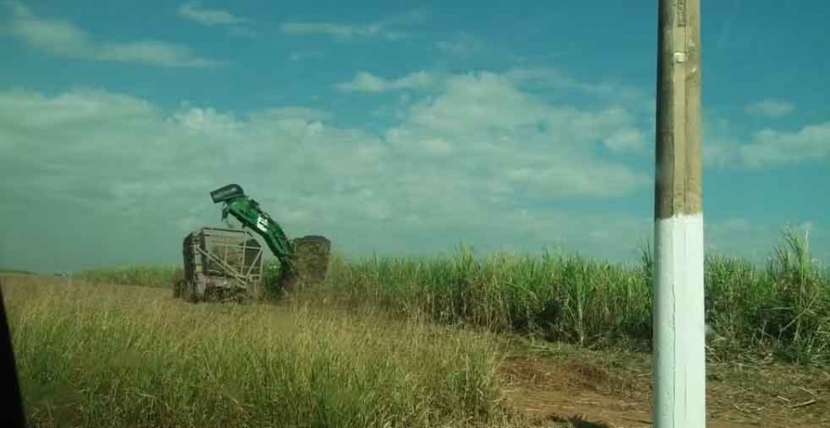 Prejuízo na safra e benefício para colheita: entenda como onda de calor por impactar o cultivo da cana-de-açúcar no interior de São Paulo — Foto: Claudia Assencio/g1