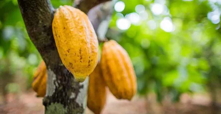 Cacau ultrapassa a marca de US$ 8 mil a tonelada pela primeira vez em semanas — Foto: Wenderson Araujo/CNA