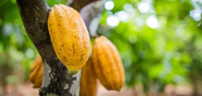 Contratos agrícolas abrem o dia em alta na bolsa de Nova York