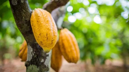 Contratos agrícolas abrem o dia em alta na bolsa de Nova York