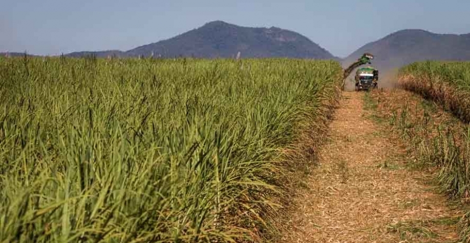 Moagem de cana desta safra será de 593 milhões de toneladas, uma quebra de 9,4% ante o ciclo anterior — Foto: Wenderson Araújo/CNA