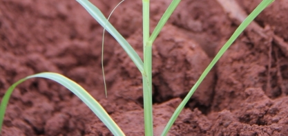 Irrigação e replantio de mudas minimizam ano desafiador da Agropecuária Bandeirantes