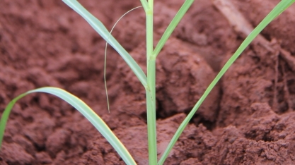 Irrigação e replantio de mudas minimizam ano desafiador da Agropecuária Bandeirantes
